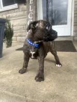 Blue - Boy , a male Boxer and Cane Corso for sale in Louisville, KY – Photo 5 of 9