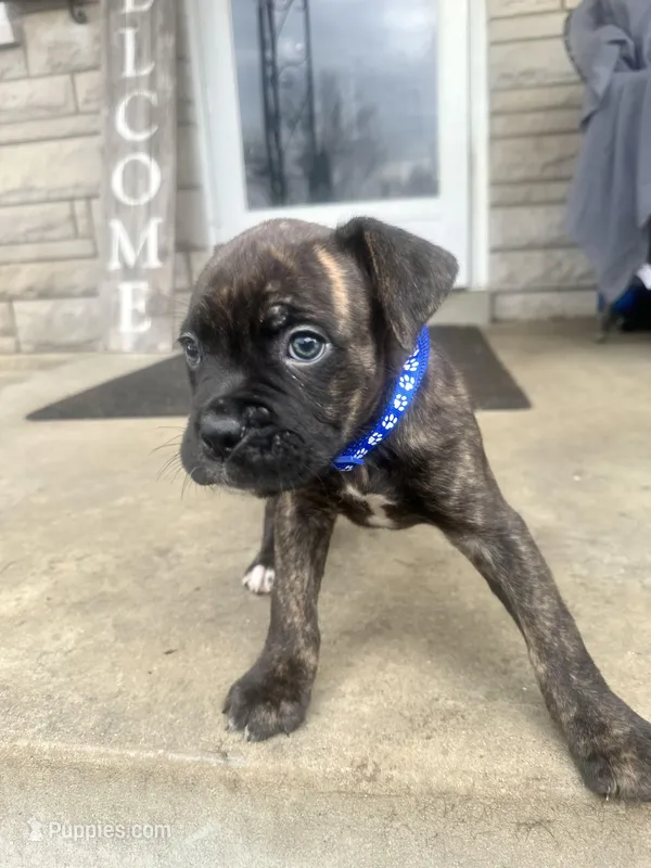 Blue - Available Now!!! , a male Boxer and Cane Corso for sale in Louisville, KY – Photo 1 of 9