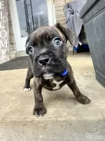 Blue - Boy , a male Boxer and Cane Corso for sale in Louisville, KY – Photo 8 of 9