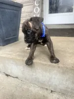 Blue - Boy , a male Boxer and Cane Corso for sale in Louisville, KY – Photo 3 of 9