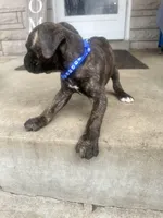 Blue - Boy , a male Boxer and Cane Corso for sale in Louisville, KY – Photo 7 of 9