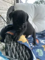 Girl # 4, a female Cane Corso for sale in Louisville, KY – 2 of 10