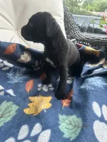 Girl # 1, a female Cane Corso for sale in Louisville, KY – 5 of 10