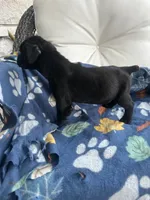 Girl # 1, a female Cane Corso for sale in Louisville, KY – 4 of 10