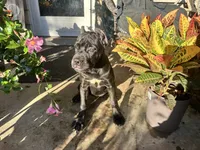 Layla, a female Cane Corso for sale in Louisville, KY – 3 of 9