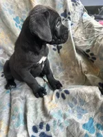 Girl # 1, a female Cane Corso for sale in Louisville, KY – 5 of 10