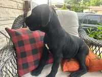 Stella , a female Cane Corso for sale in Louisville, KY – 2 of 7