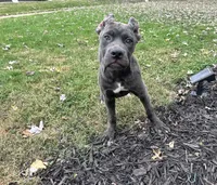 Sadie *champion Pedigree*, a female Cane Corso for sale in Louisville, KY – 10 of 10