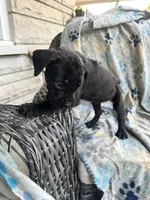 Girl # 2 , a female Cane Corso for sale in Louisville, KY – 4 of 7