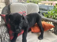 Stella , a female Cane Corso for sale in Louisville, KY – 5 of 7