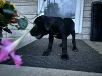 Layla - Cane Corso , a female Cane Corso for sale in Louisville, KY – 7 of 9