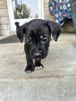 Boy # 2 , a male Cane Corso for sale in Louisville, KY – 7 of 10