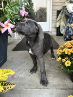 Sadie - Cane Corso , a female Cane Corso for sale in Louisville, KY – 2 of 10