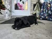 Max - Cane Corso , a female Cane Corso for sale in Louisville, KY – 2 of 7