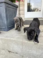 Boy # 2 , a male Cane Corso for sale in Louisville, KY – 6 of 10