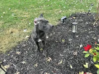 Sadie *champion Pedigree*, a female Cane Corso for sale in Louisville, KY – 8 of 10