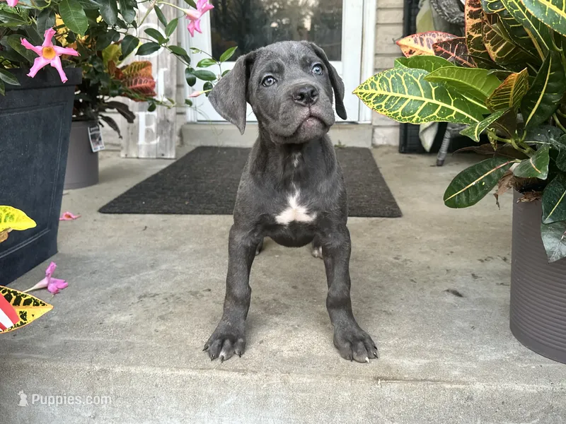 Sadie  – Cane Corso puppy for sale in Louisville, KY