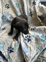 Boy # 2 , a male Cane Corso for sale in Louisville, KY – 9 of 10