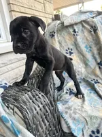 Girl # 4 , a female Cane Corso for sale in Louisville, KY – 9 of 10