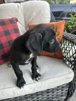 Max , a male Cane Corso for sale in Louisville, KY – 3 of 5