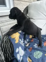Girl # 2, a female Cane Corso for sale in Louisville, KY – 10 of 10