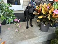 Lola , a male Cane Corso for sale in Louisville, KY – 8 of 8
