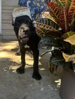 Layla * ears cropped.*, a female Cane Corso for sale in Louisville, KY – 7 of 10