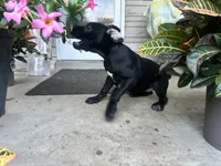 Lola , a female Cane Corso for sale in Louisville, KY – 3 of 10