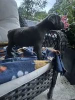 Boy #1, a male Cane Corso for sale in Louisville, KY – 6 of 10