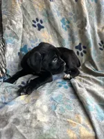 Girl # 4 , a female Cane Corso for sale in Louisville, KY – 4 of 10