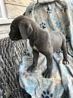 Girl # 3 , a female Cane Corso for sale in Louisville, KY – 7 of 10