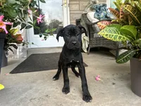 Lola , a female Cane Corso for sale in Louisville, KY – 6 of 7