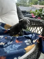 Girl # 6, a female Cane Corso for sale in Louisville, KY – 2 of 9