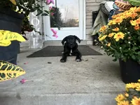 Max - Cane Corso , a female Cane Corso for sale in Louisville, KY – 5 of 7