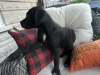Max - Cane Corso , a female Cane Corso for sale in Louisville, KY – 3 of 7