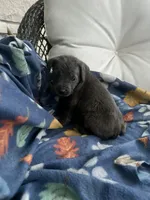 Girl # 6, a female Cane Corso for sale in Louisville, KY – 7 of 9