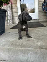 Girl # 3 , a female Cane Corso for sale in Louisville, KY – 10 of 10
