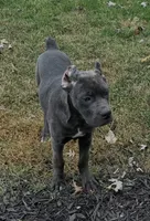 Sadie *champion Pedigree*, a female Cane Corso for sale in Louisville, KY – 6 of 10