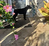 Layla, a female Cane Corso for sale in Louisville, KY – 8 of 9