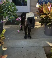 Max * ears cropped *, a male Cane Corso for sale in Louisville, KY – 4 of 8