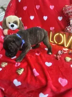 processed/0015b45a-9949-4595-b7d0-db0bac068331/listing/2dfbda13-01df-4302-8447-2f2e1d76c622/c2a5faec-7f9a-4136-a071-a883f66e9d8e