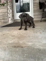Boy #1 updated , a male Cane Corso for sale in Louisville, KY – 6 of 10