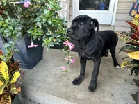 Stella , a male Cane Corso for sale in Louisville, KY – 3 of 8