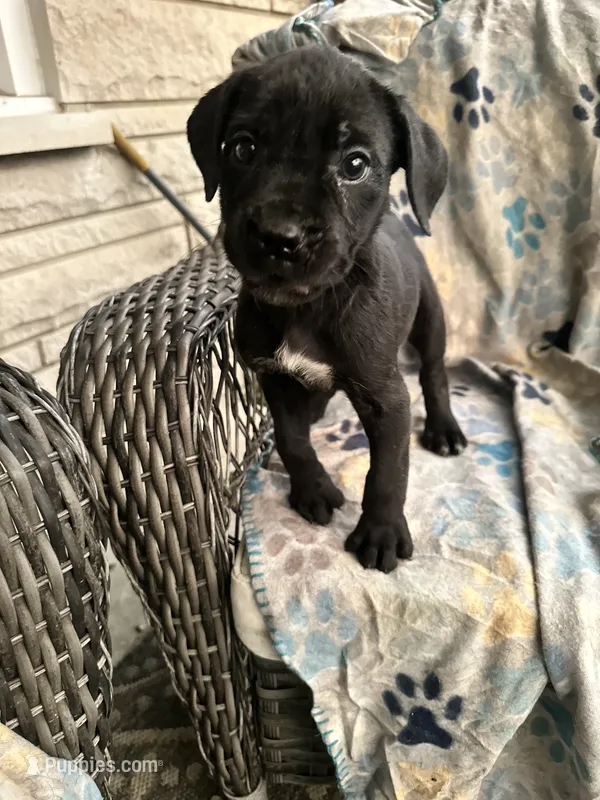Girl #1 updated  – Cane Corso puppy for sale in Louisville, KY