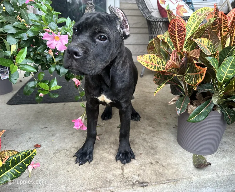 Layla * ears cropped.* – Cane Corso puppy for sale in Louisville, KY