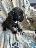 Girl # 1, a female Cane Corso for sale in Louisville, KY – 4 of 10