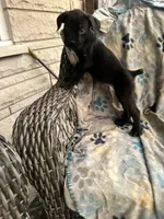 girl # 4 updated, a female Cane Corso for sale in Louisville, KY – 9 of 10