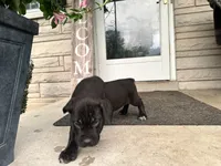 Girl #2 updated, a female Cane Corso for sale in Louisville, KY – 4 of 10