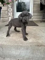Boy #1 updated , a male Cane Corso for sale in Louisville, KY – 3 of 10