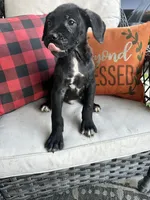 Max , a male Cane Corso for sale in Louisville, KY – 5 of 5